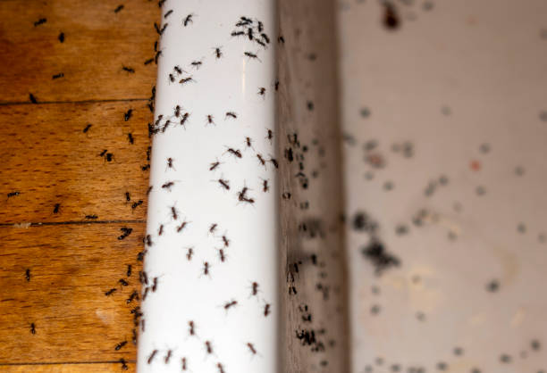 Trusted Beachwood, NJ Pest Control Experts
