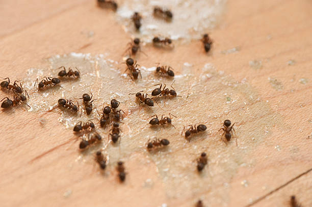 Best Cockroach Control Services  in Beachwood, NJ