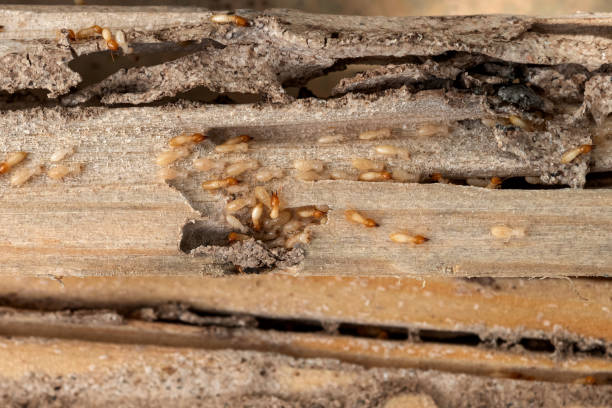 Wasp Removal Services in Beachwood, NJ